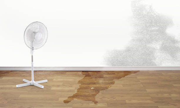 Best Water damage cleanup near me  in Temelec, CA